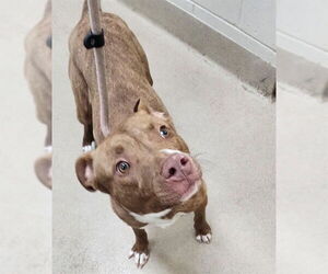American Pit Bull Terrier Dogs for adoption in Decatur, IL, USA