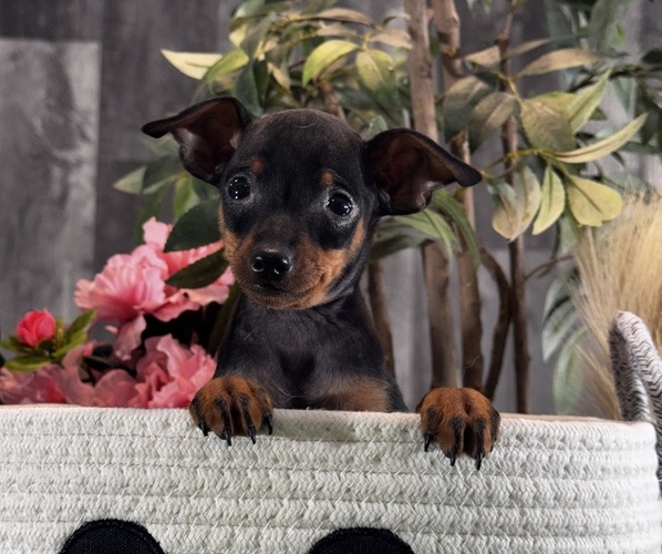 Medium Photo #2 Miniature Pinscher Puppy For Sale in CANOGA, NY, USA