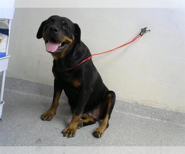 Medium Photo #1 Rottweiler Puppy For Sale in Pasadena, TX, USA