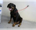 Small Rottweiler