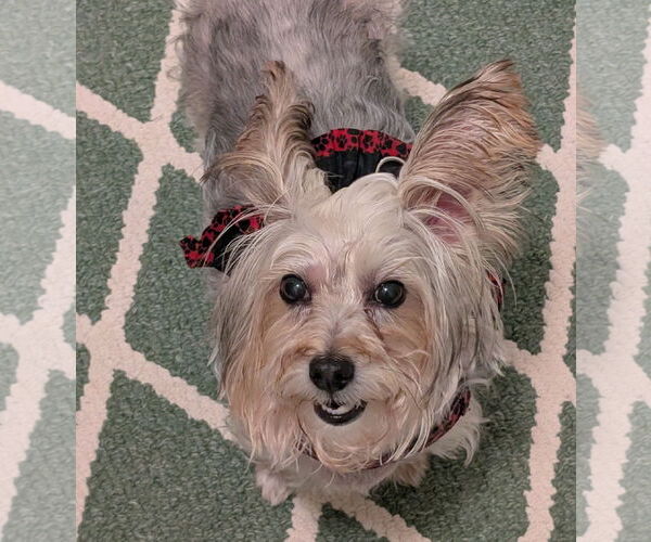 Medium Photo #6 Silky Terrier Puppy For Sale in Greensboro, NC, USA