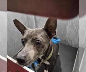 Rat Terrier-Unknown Mix Dogs for adoption in San Antonio, TX, USA