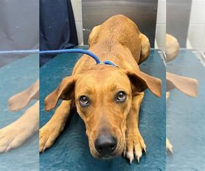 Labrador Retriever-Unknown Mix Dogs for adoption in Mobile, AL, USA