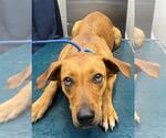 Small Labrador Retriever Mix