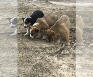 Australian Cattle Dog-Texas Heeler Mix Puppy for sale in BLACK RIVER FALLS, WI, USA