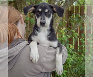 Ruffles - Female Siberian Husky-Unknown Mix Dog for Adoption - Photo #6