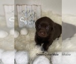 Small Photo #11 Labrador Retriever Puppy For Sale in OAKDALE, CA, USA