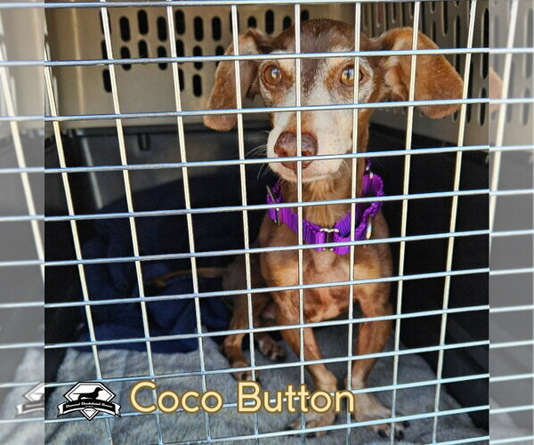 Medium Photo #8 Dachshund Puppy For Sale in San Antonio, TX, USA