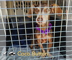 Small Photo #8 Dachshund Puppy For Sale in San Antonio, TX, USA