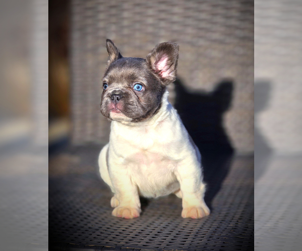 Medium Photo #11 French Bulldog Puppy For Sale in LOS ANGELES, CA, USA