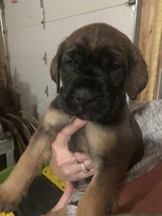 Medium Photo #6 Mastiff Puppy For Sale in GLENWOOD, MN, USA
