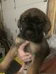 Small Photo #6 Mastiff Puppy For Sale in GLENWOOD, MN, USA