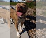 Small #7 Chinese Shar-Pei Mix
