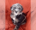 Small Photo #3 Bernedoodle (Miniature) Puppy For Sale in GOSHEN, IN, USA