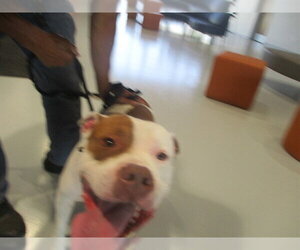 Staffordshire Bull Terrier Dogs for adoption in Ocala, FL, USA