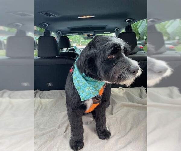 Medium Photo #2 Mutt Puppy For Sale in Cary, NC, USA