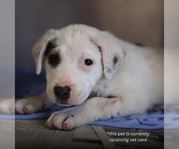 Medium Photo #1 American Staffordshire Terrier-Unknown Mix Puppy For Sale in San Antonio, TX, USA