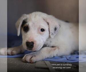 American Staffordshire Terrier-Unknown Mix Dogs for adoption in San Antonio, TX, USA