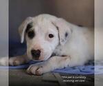 Small American Staffordshire Terrier Mix