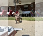 Small #2 French Bulldog
