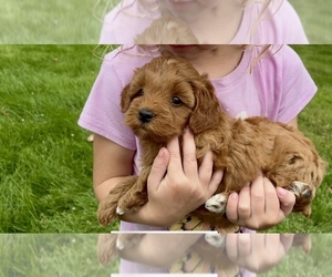 Goldendoodle (Miniature) Puppy for sale in RANDOLPH, WI, USA