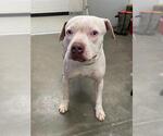 Small American Bulldog