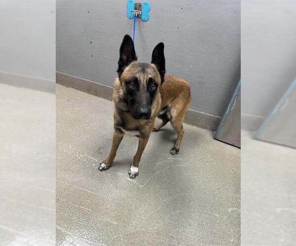Medium Photo #1 German Shepherd Dog-Unknown Mix Puppy For Sale in Las Vegas, NV, USA