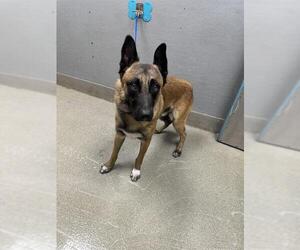German Shepherd Dog-Unknown Mix Dogs for adoption in Las Vegas, NV, USA