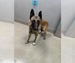 Small German Shepherd Dog Mix