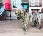 Small Photo #6 American Bulldog Puppy For Sale in LITTLE ELM, TX, USA