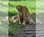 Small #10 Golden Retriever