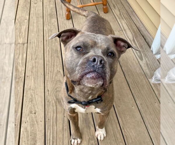 Medium Photo #15 Bullboxer Pit Puppy For Sale in Canton, CT, USA
