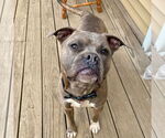 Small #14 Bullboxer Pit