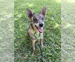 Small Mutt