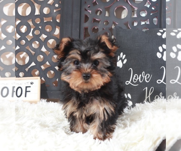 Medium Photo #3 Yorkshire Terrier Puppy For Sale in MOUNT VERNON, OH, USA