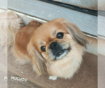 Small Pekingese Mix