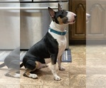 Small Photo #1 Bull Terrier Puppy For Sale in MARYSVILLE, KS, USA