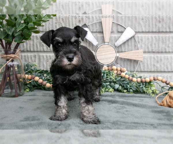 Medium Photo #1 Schnauzer (Miniature) Puppy For Sale in BALTIC, OH, USA