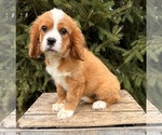 Small #2 Cavalier King Charles Spaniel-Miniature Bernedoodle Mix