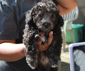 Poodle (Toy) Puppy for sale in CONYERS, GA, USA