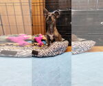 Small #10 Chihuahua Mix