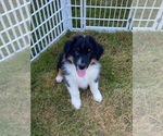 Small Photo #2 Australian Shepherd Puppy For Sale in WASHOUGAL, WA, USA