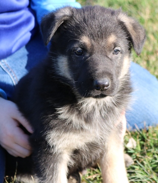 Medium Photo #1 German Shepherd Dog Puppy For Sale in MONTGOMERY, PA, USA