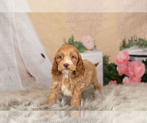 Medium Photo #11 Cocker Spaniel-Poodle (Miniature) Mix Puppy For Sale in WARSAW, IN, USA