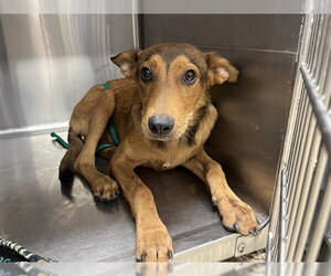 German Shepherd Dog-Unknown Mix Dogs for adoption in Grand Prairie, TX, USA