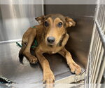 Small German Shepherd Dog Mix