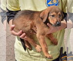 Small #2 Border-Aussie