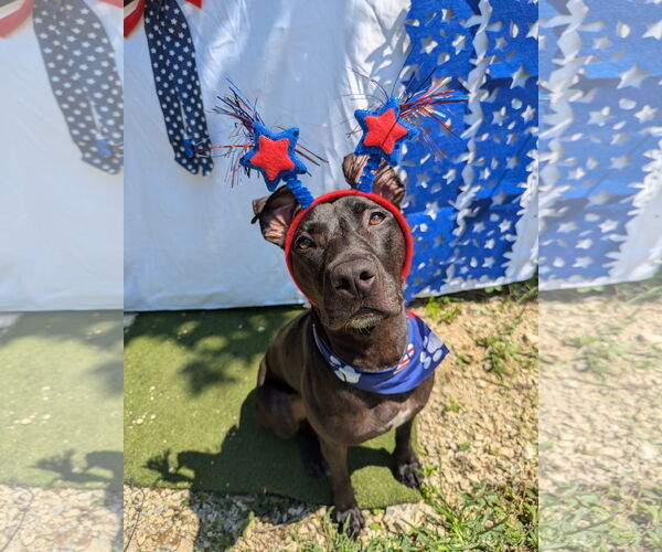 Medium Photo #11 American Pit Bull Terrier-Mountain Cur Mix Puppy For Sale in Calhoun, GA, USA