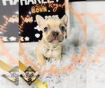 Small #9 French Bulldog
