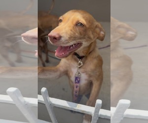 Labrador Retriever-Retriever  Mix Dogs for adoption in Jenkintown, PA, USA